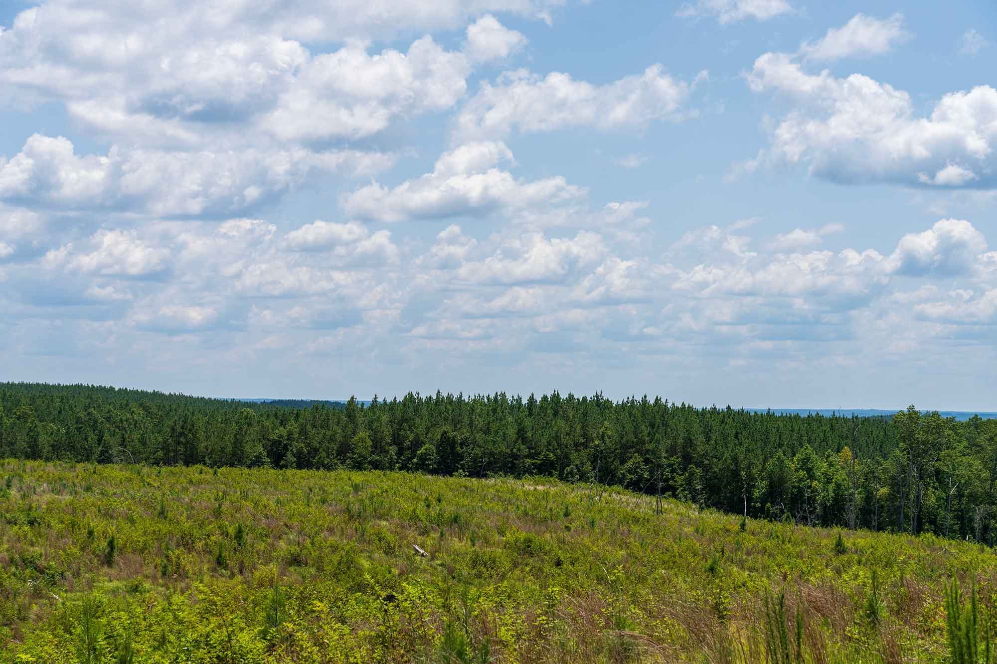 Open meadow rising to a pine ridge under a big Tennessee sky