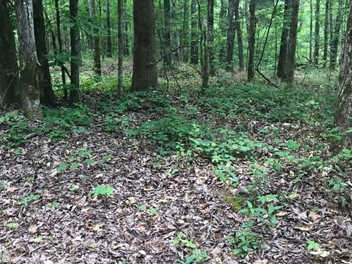 Undergrowth and hardwoods on the forest floor